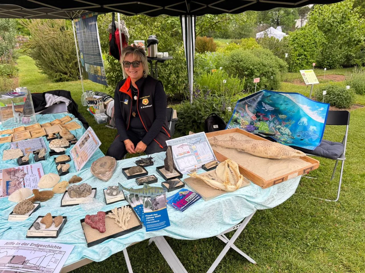 Bild 6: Viele Fossilien lagen aus, außerdem rezente Objekte wie der Haikiefer und der präparierte Katzenhai