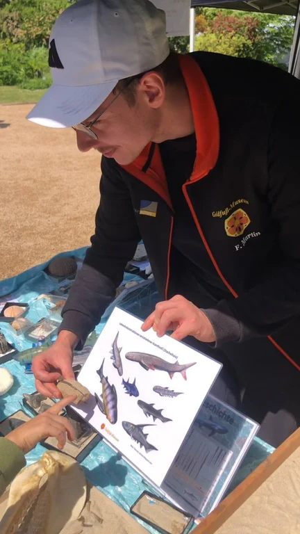 Bild 7: Bei den Haien lagen auch Stacheln ihrer Stammgruppenvertreter, den ausgestorbenen Acanthodii, die auf dem Bild daneben zu sehen sind.