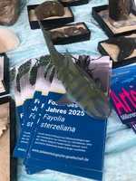 Bild 9: Das Fossil des Jahres 2025 ist eine fossile Hai-Eikapsel aus dem Karbon. Auch heute noch legen viele Knorpelfische Eikapseln ab, andere gebären ihre Jungen lebend.