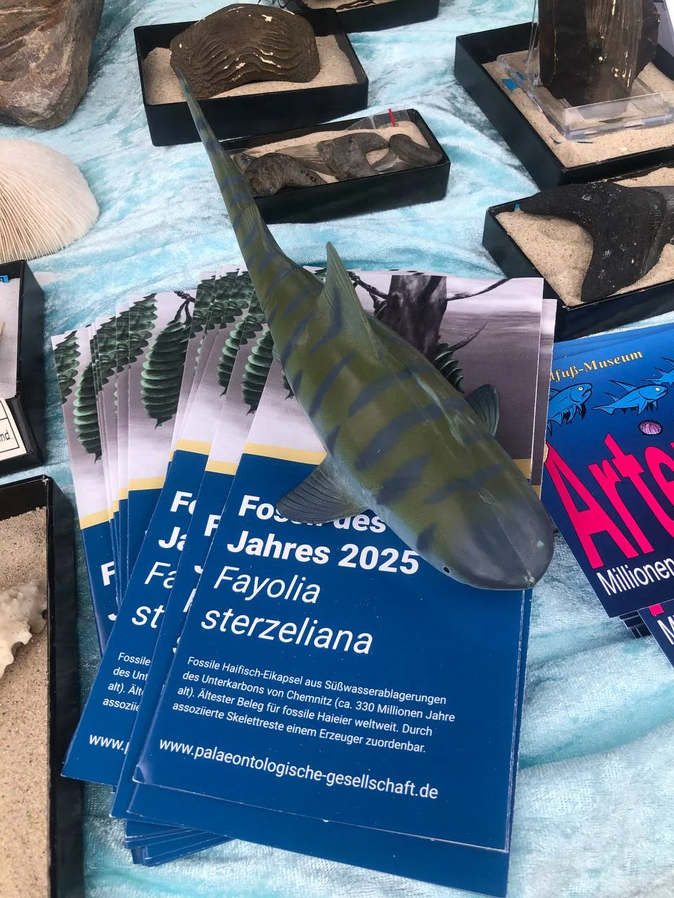 Bild 9: Das Fossil des Jahres 2025 ist eine fossile Hai-Eikapsel aus dem Karbon. Auch heute noch legen viele Knorpelfische Eikapseln ab, andere gebären ihre Jungen lebend.