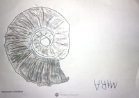 Mira hat einen hübschen grau-braun-blauen Ammonit gemalt.