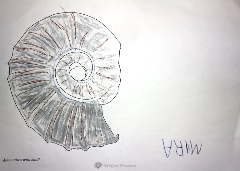 Mira hat einen hübschen grau-braun-blauen Ammonit gemalt.