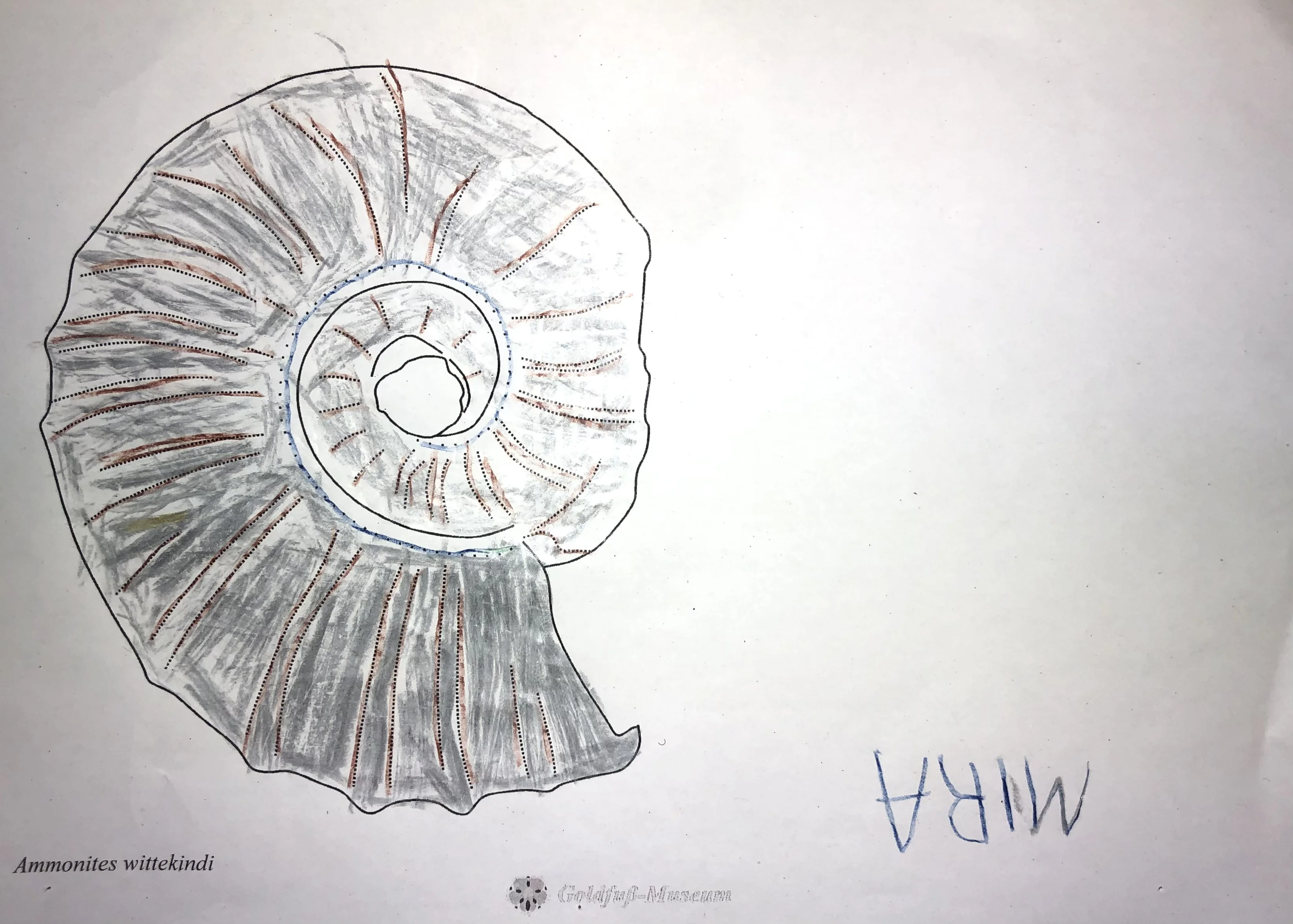 Mira hat einen hübschen grau-braun-blauen Ammonit gemalt.