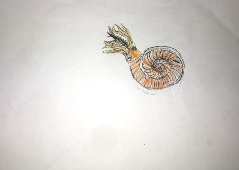 Elisa hat einen wunderbaren Ammoniten gemalt, der munter und orange durch’s Meer schwimmt.