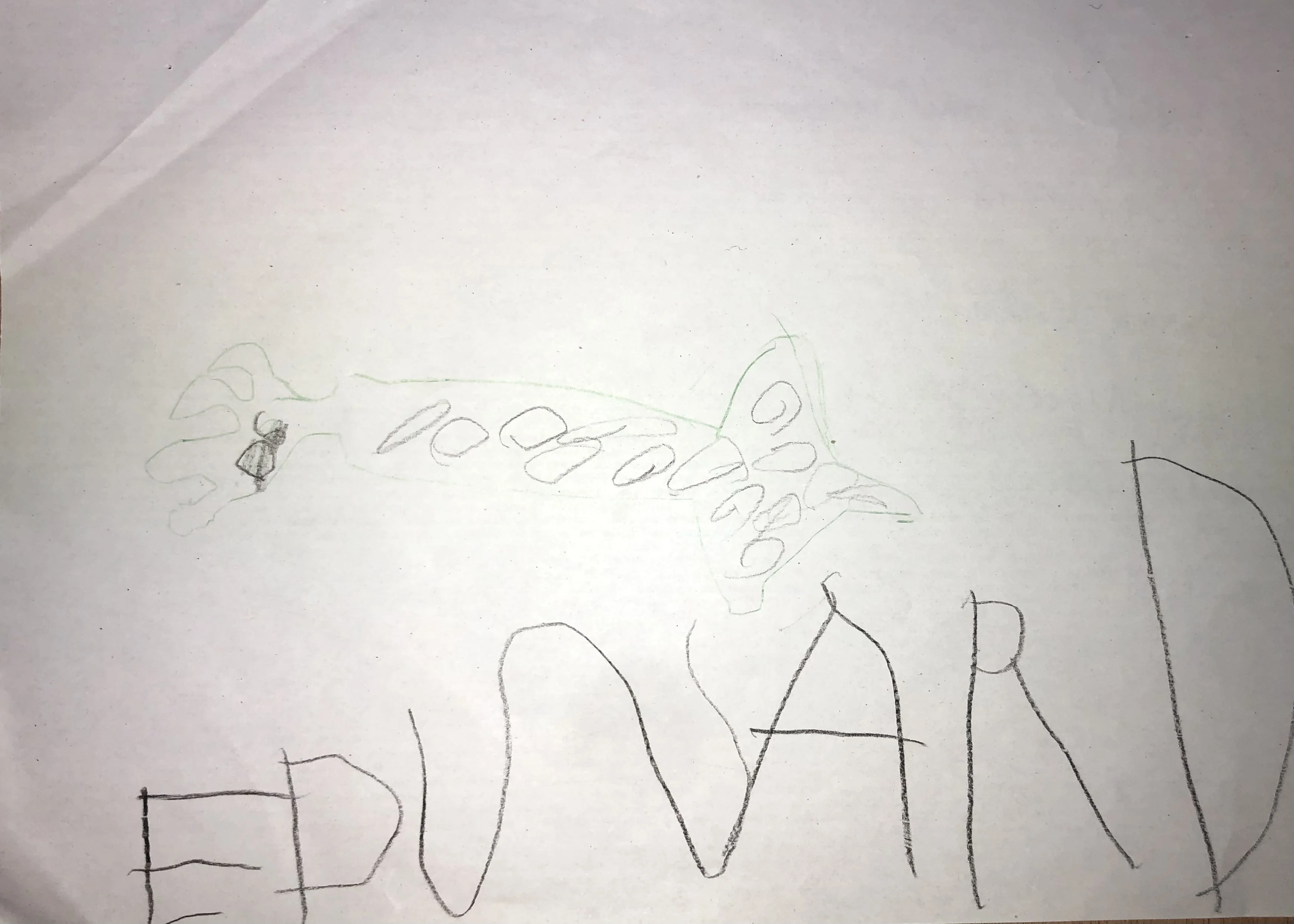 Edward hat einen tollen grün-grauen Belemniten gemalt.