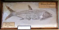 Gestohlene Fossilien - Caturus furcatus, fossiler Fisch, Solnhofen, Jura, ca. 60 cm